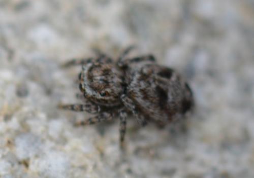 Sittisax saxicola